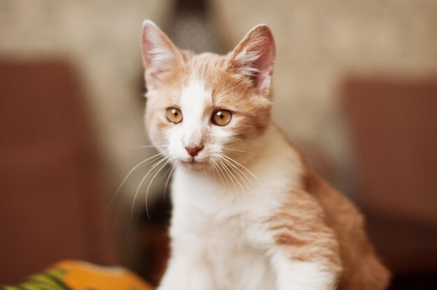 Bellissimo piccolo gattino rosso, gatto con occhi gialli si siede sul divano in una giornata di sole a casa. Giocando