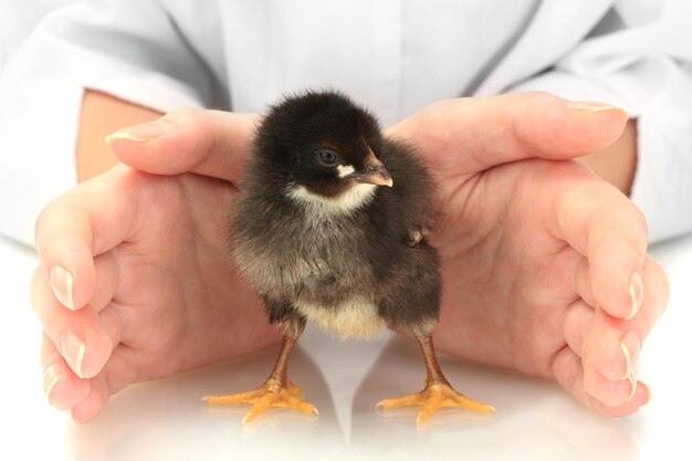 bellissimo piccolo pollo e mani isolate sul bianco