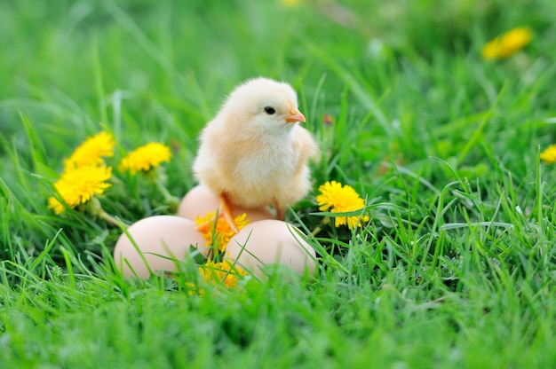 Bellissimo piccolo pollo sull'erba verde