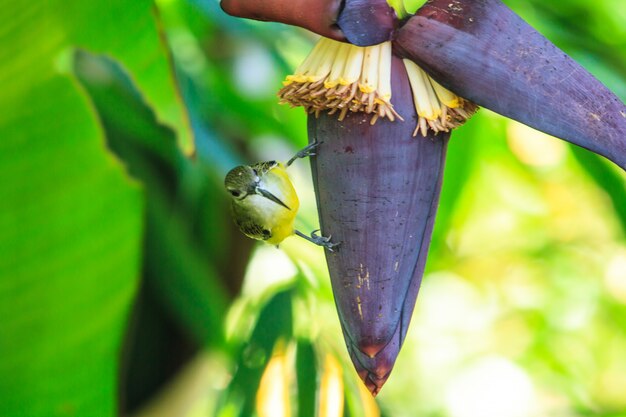 Bellissimo piccolo spiderhunter