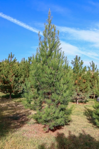 Bellissimo pino di conifere in natura