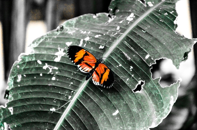 Bellissimo pomodoro Heliconius Melponeme farfalla sulle foglie verdi del giardino. Lepidotteri.