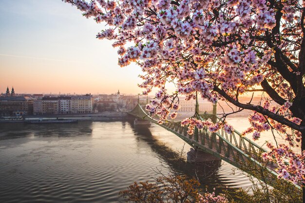 Bellissimo Ponte della Libertà all'alba con fiori di ciliegio a Budapest Ungheria La primavera è arrivata a Budapest