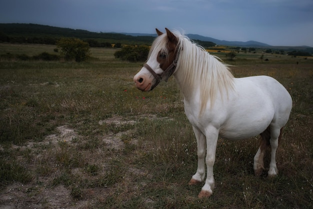 Bellissimo pony bianco sul campo nel villaggio Tempo nuvoloso