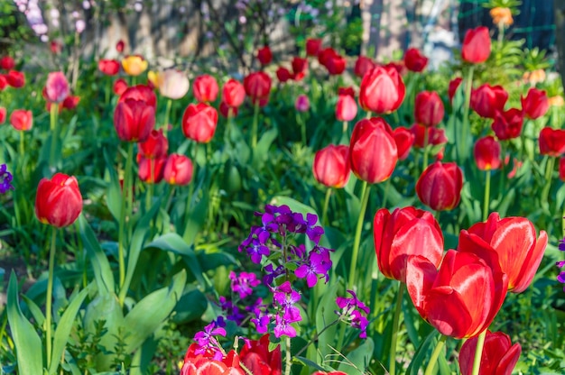 Bellissimo prato di tulipani nel giardino di primavera