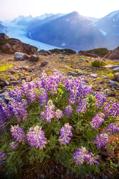 Bellissimo prato estivo in montagna, Alaska, USA