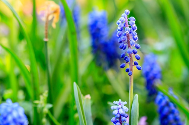 Bellissimo prato Fiori blu luminosi di muskari armeno