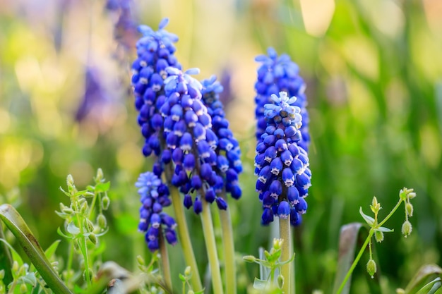 Bellissimo prato Fiori blu luminosi di muskari armeno