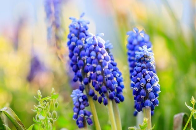 Bellissimo prato Fiori blu luminosi di muskari armeno