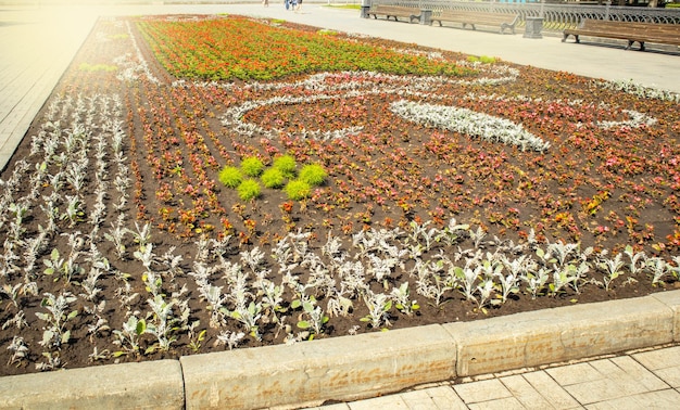 Bellissimo prato fiorito con cineraria d'argento e begonia rossa nel parco cittadino in estate all'aperto Sfondo naturale naturale di fiori