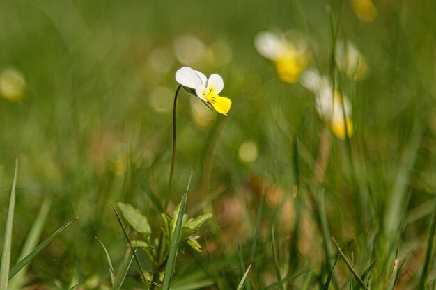 Bellissimo prato fiorito primaverile di fiori freschi