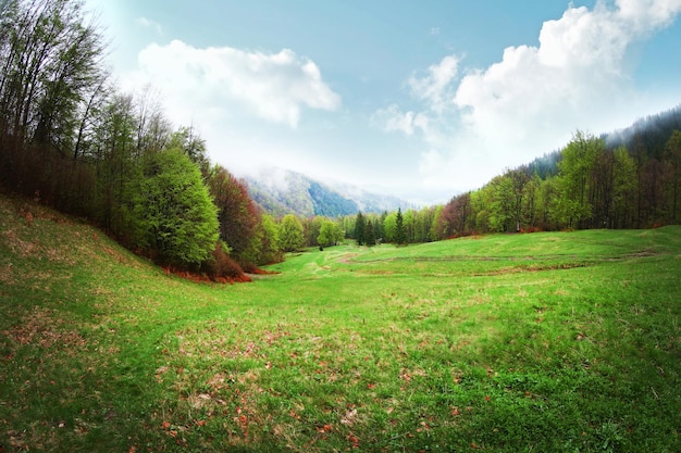 Bellissimo prato verde della foresta