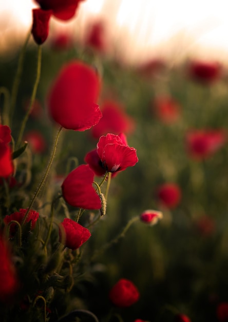 Bellissimo primo piano con fiori di papavero nel campo all'alba