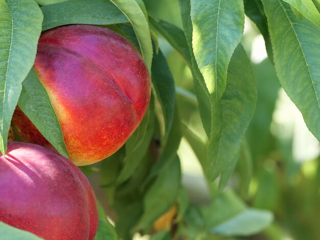 Bellissimo primo piano con frutti di nettarine naturali nell'albero