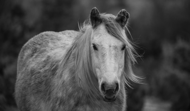 Bellissimo primo piano con sguardo di cavallo