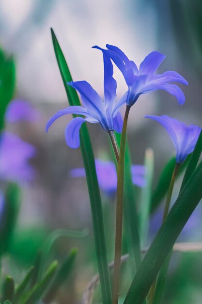 Bellissimo primo piano del bocciolo di fiore di primavera blu su sfondo romantico