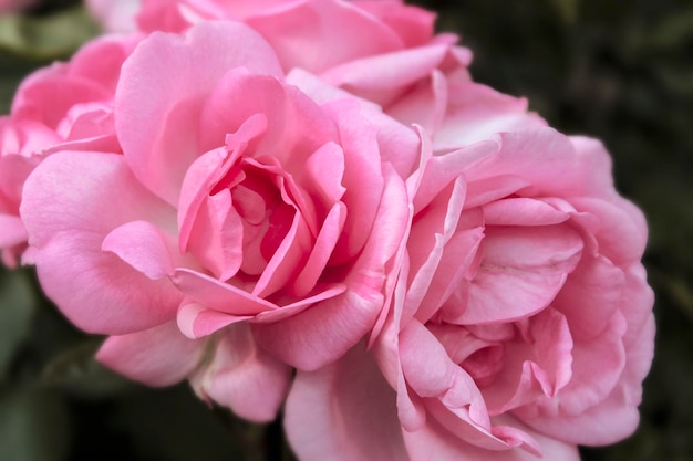 Bellissimo primo piano delicato del fiore di primavera. fiori rose rosa.