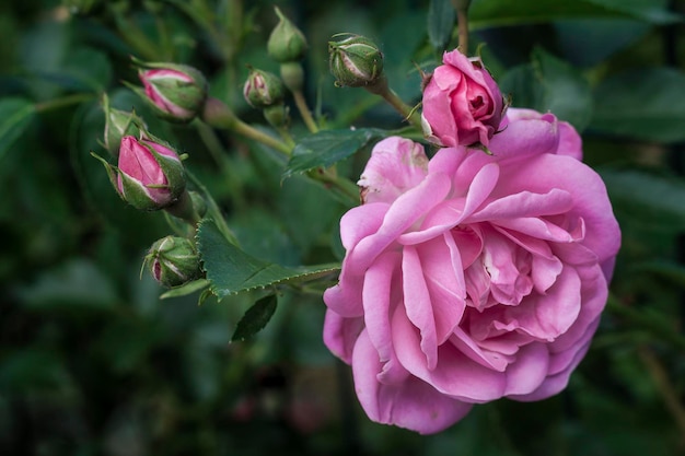 Bellissimo primo piano delicato del fiore di primavera. fiori rose rosa.