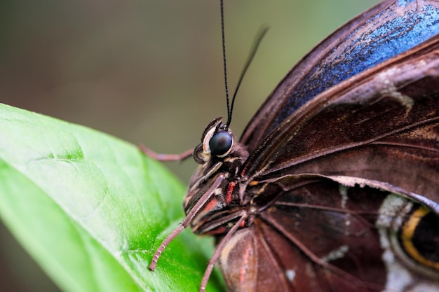 Bellissimo primo piano della farfalla