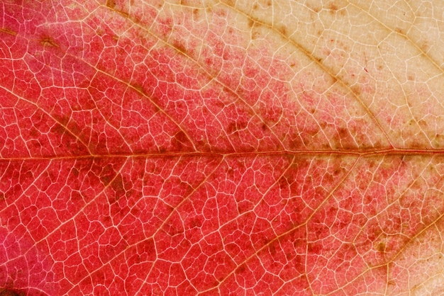 Bellissimo primo piano della foglia d'acero Foto di alta qualità