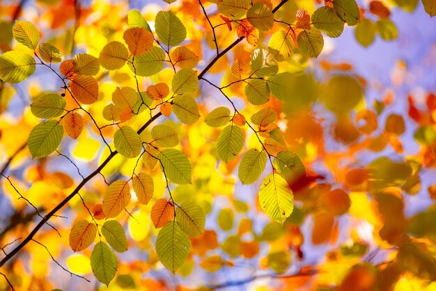 Bellissimo primo piano della natura. Foglie di caduta arancione oro nel parco, sfondo naturale autunnale su tranquillo