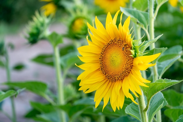 Bellissimo primo piano di girasole alla luce del sole al tramonto Parti di un fiore di girasole in fiore Fiori che crescono su scala industriale per la produzione di olio e mangimi