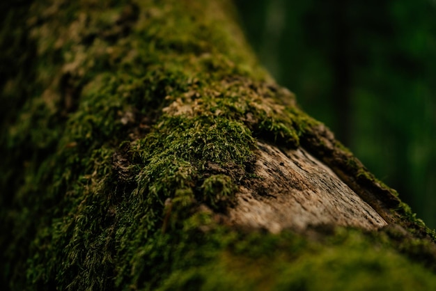 Bellissimo primo piano di muschio verde sulla corteccia di albero Bellissimo sfondo di muschio per carta da parati