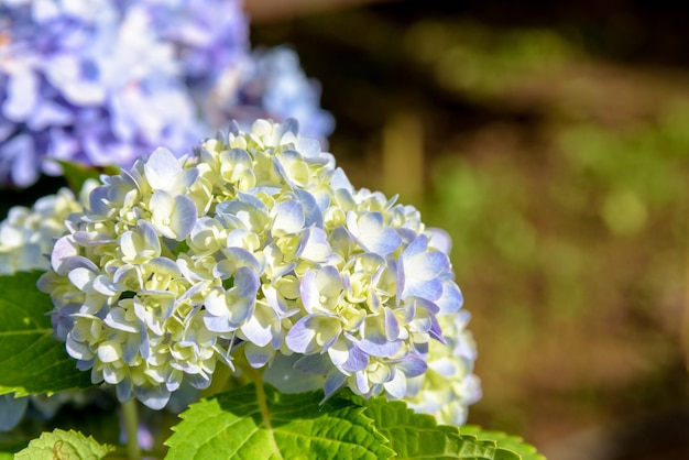 Bellissimo primo piano di un gruppo di Hortensia viola o blu e bianco o di un fiore di Hydrangea macrophylla sull'albero