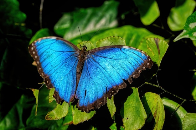 Bellissimo primo piano di una farfalla morpho blu su una foglia