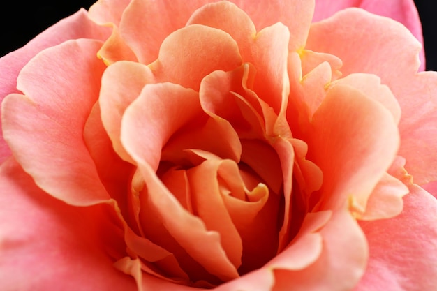 Bellissimo primo piano di una rosa arancione