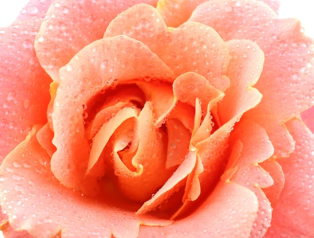 Bellissimo primo piano di una rosa arancione