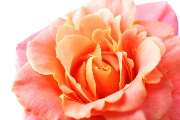 Bellissimo primo piano di una rosa arancione