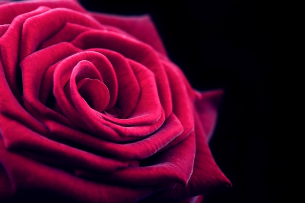 Bellissimo primo piano di una rosa rossa