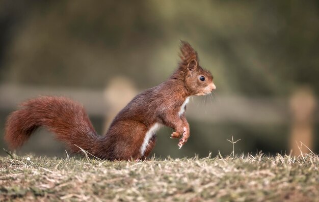 Bellissimo primo piano di uno scoiattolo rosso in un parco naturale