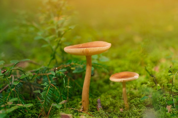 Bellissimo primo piano due funghi che crescono sul muschio verde e sullo sfondo della foresta