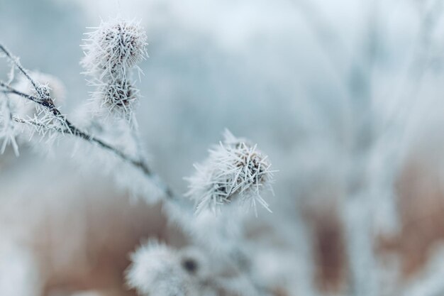 Bellissimo primo piano invernale dolce Pianta congelata su sfondo nevoso naturale stagione invernale gelo freddo