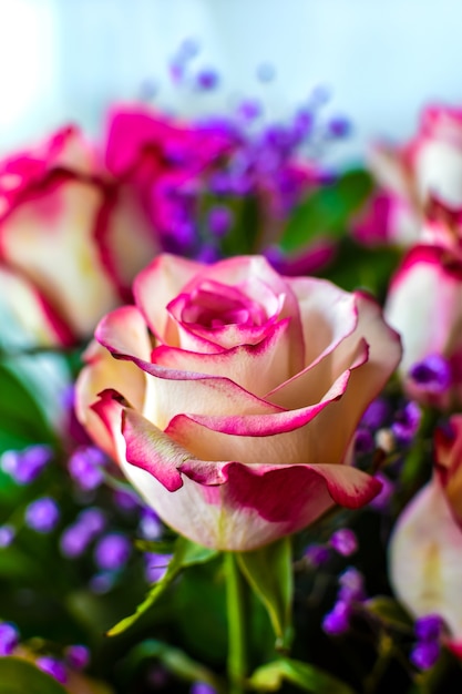 Bellissimo primo piano rosa sullo sfondo di piccoli fiori di gypsophila, sfondo sfocato