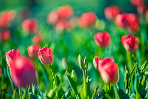 Bellissimo primo piano tulipani rossi luminosi su sfondo sfocato di primavera soleggiata. Incredibile primavera romantica