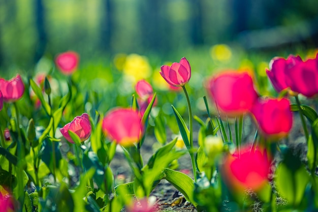 Bellissimo primo piano tulipani rossi luminosi su sfondo sfocato di primavera soleggiata. Incredibile primavera romantica