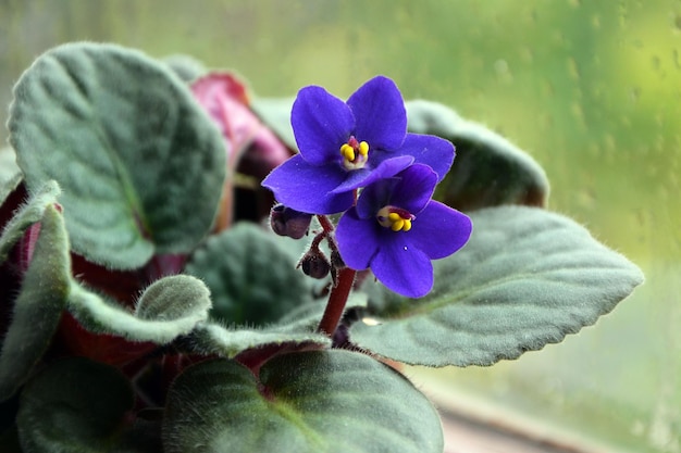 bellissimo primo piano viola blu sullo sfondo di una finestra con gocce di pioggia