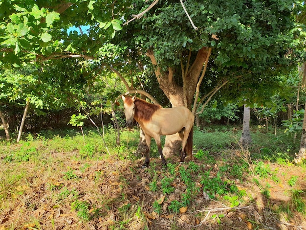 Bellissimo puledro nella foresta