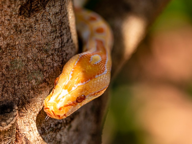 Bellissimo Python molurus albina sul ramo di un albero.