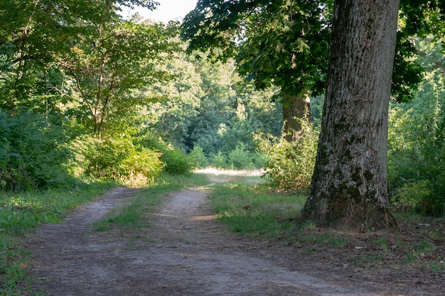 Bellissimo querceto Lungo la strada sterrata cresce una vecchia quercia I raggi del sole si infrangono attraverso il fogliame degli alberi della foresta delle fate densamente ricoperta di vegetazione