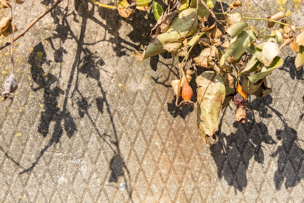 Bellissimo ramo bruciato nel tardo autunno