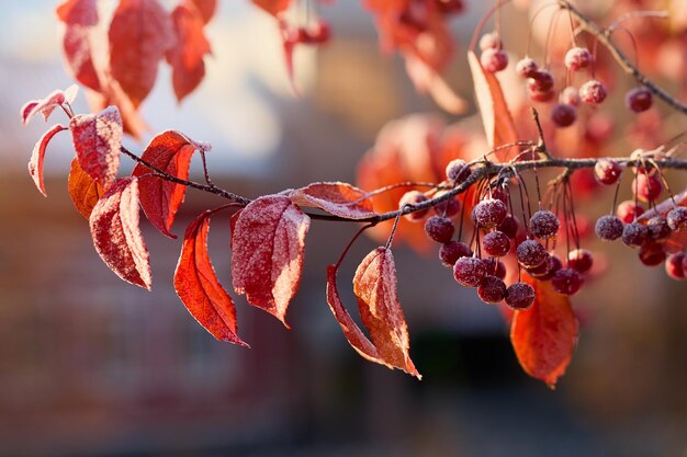 Bellissimo ramo con bacche rosse mature e foglie rosse ricoperte di cristalli bianchi di brina in primo piano