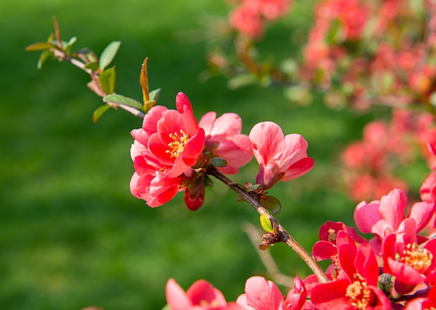 Bellissimo ramo con fiori rossi