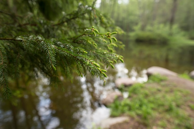 Bellissimo ramo di abete verde nel parco su uno sfondo sfocato un lago e una foresta estiva