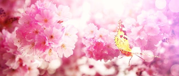 Bellissimo ramo di albero in fiore in primavera con farfalla