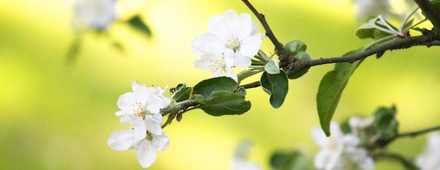 Bellissimo ramo di albero in fiore in primavera