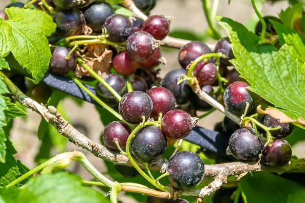 Bellissimo ramo di bacche cespuglio di ribes nero con foglie naturali sotto il cielo pulito foto composta da ramo di bacche cespuglio di ribes nero all'aperto in un ramo di bacche floreale rurale cespuglio di ribes nero in giardino